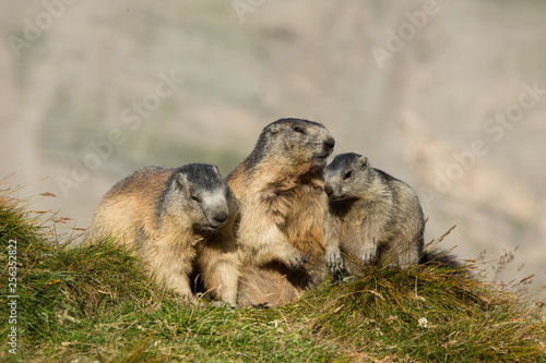 Alpenmurmeltier in den Alpen