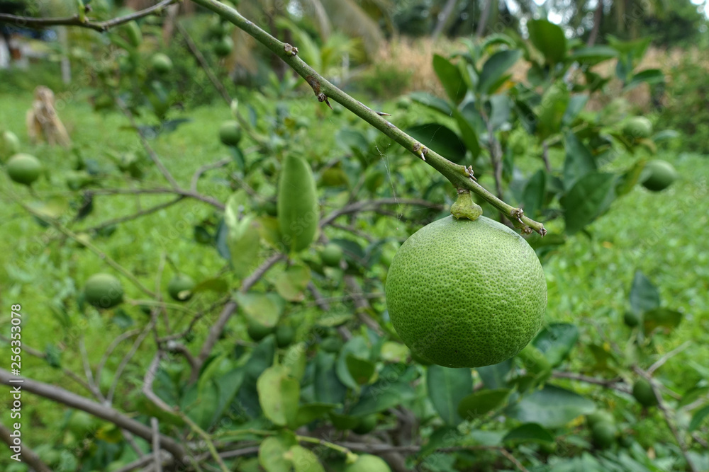 Thai lemon trees in the garden Thai lemon trees in the garden