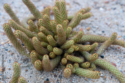 Close up of Gold lace cactus or Ladyfinger cactus(Mammillaria elongata) a flowering plant in cactaceae family