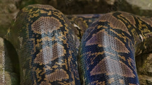 Body squamous of big reticulated python snake crawling in a terrarium