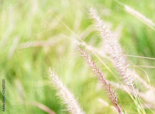 Pennisetum (feather grass) in the garden