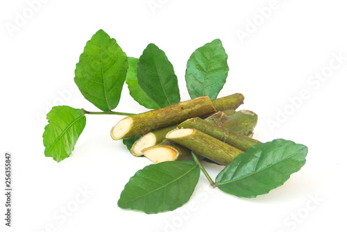 Streblus asper Lour.Has anti-bacterial effect, treat toothache and has anti-inflammatory effect.With Clipping Path. photo