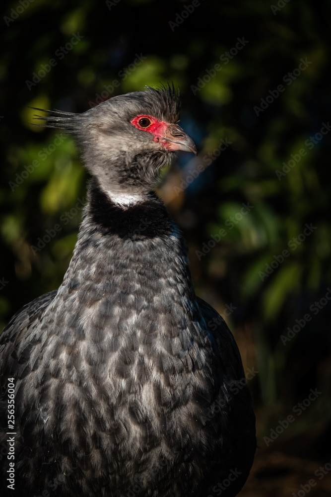 Close up portrait of a southern screamer or crested screamer (Chauna torquata) bird at the Pantanal, Mato Grosso, Brazil. Close up portrait of a southern screamer or crested screamer (Chauna torquata) bird at the Pantanal, Mato Grosso, Brazil.