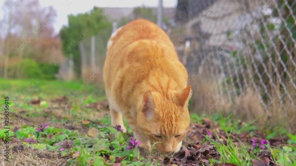 Cat walking outside during the day sniffing and smelling green grass Cat walking outside during the day sniffing and smelling green grass