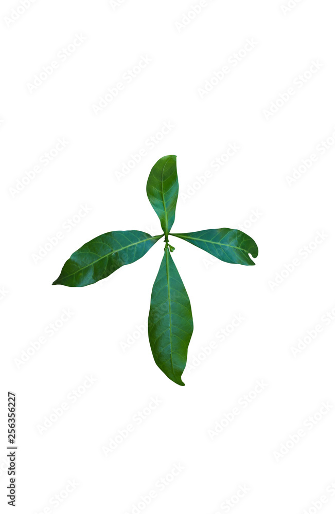 Green leaves isolated on white background. Green leaves isolated on white background.