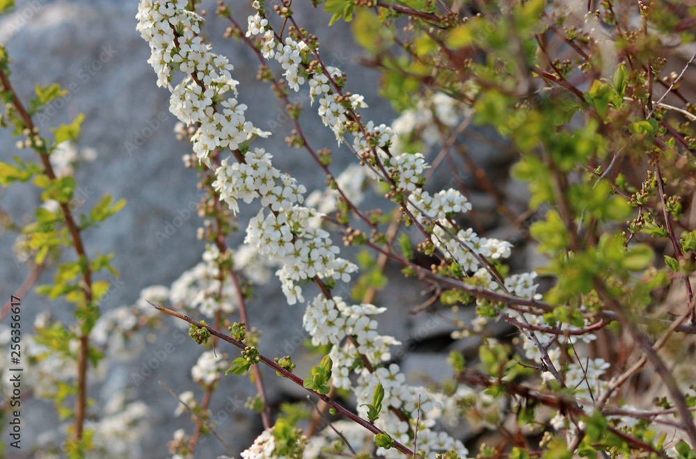 조팝나무 꽃
