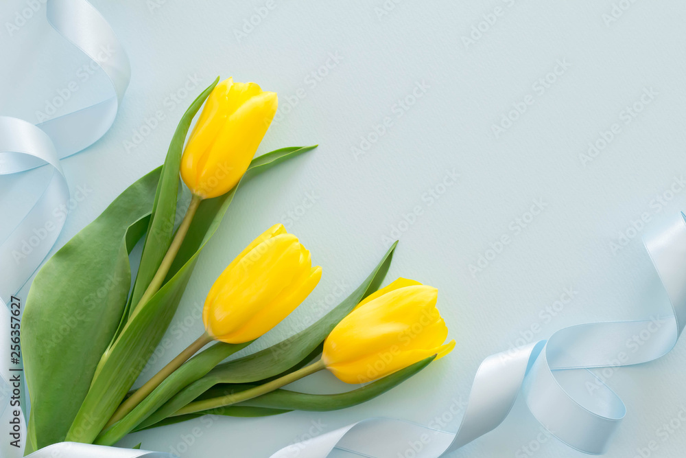 Obraz premium 黄色のチューリップと水色のリボンのプレゼントのイメージ
