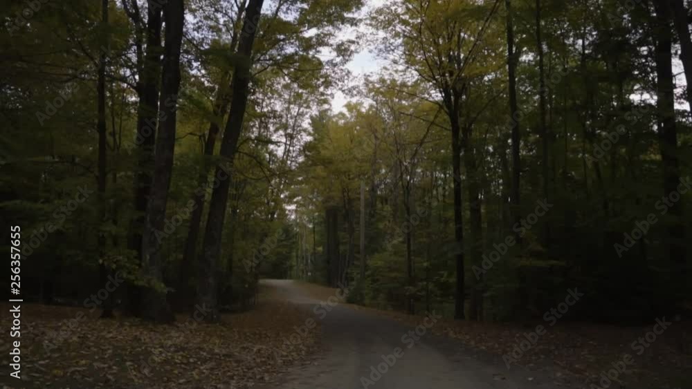 colorful tall maple and oak trees during a fall afternoon along a rustic country road colorful tall maple and oak trees during a fall afternoon along a rustic country road