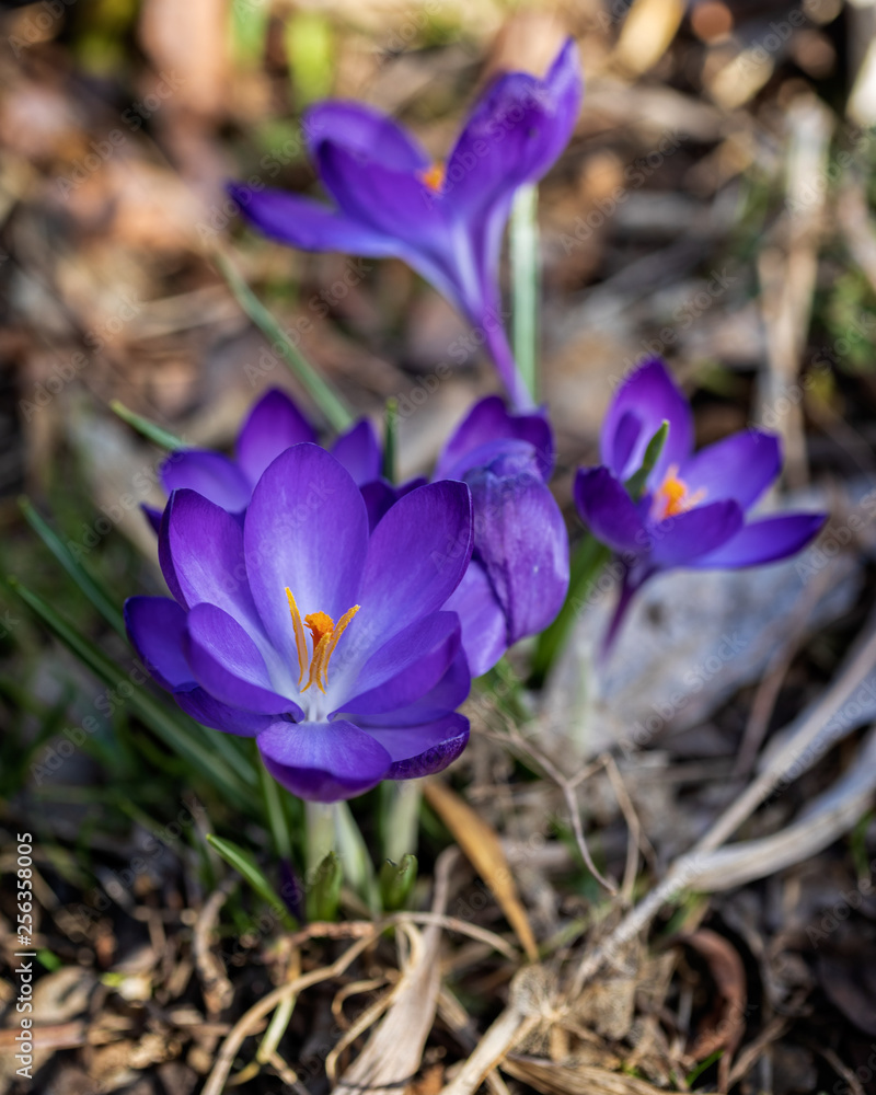 Purple Spring Purple Spring