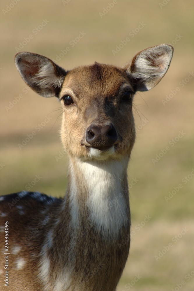 Fototapeta premium portrait of a deer