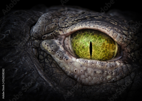 Scary eye of a crocodile. Green eye close up. photo