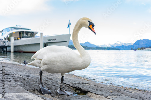 Photos White swan on the bank of  lake Lucerne.