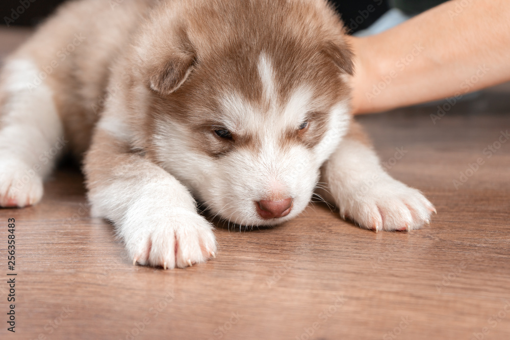 Fluffy puppy on the wooden floor