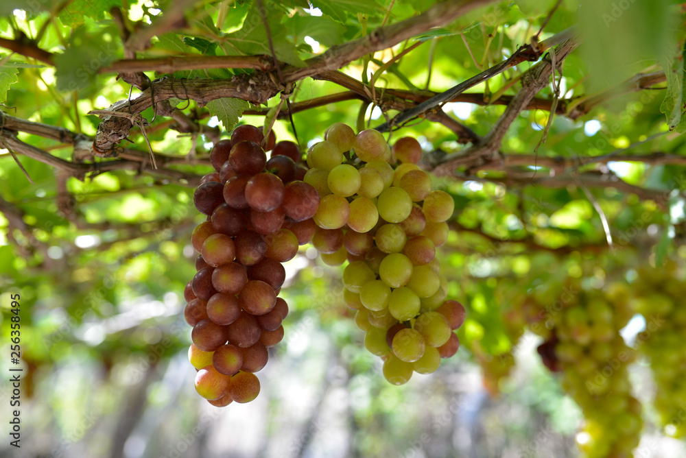 Close up bunch of grapes on vine, green grapes in grape farm at Central Vietnam Close up bunch of grapes on vine, green grapes in grape farm at Central Vietnam