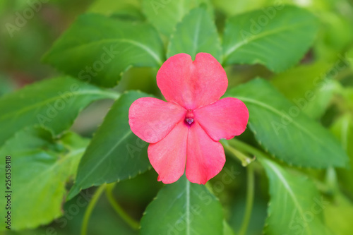 Pink Impatiens flower growing at Fraser’s hill, Malaysia, Asia.