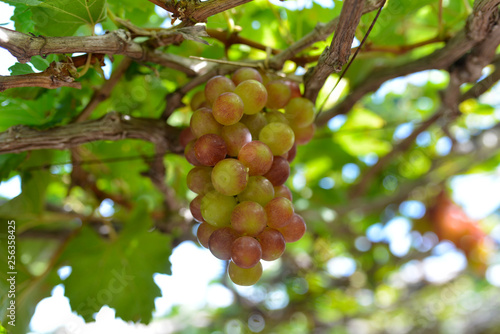 Close up bunch of grapes on vine, green grapes in grape farm at Central Vietnam
