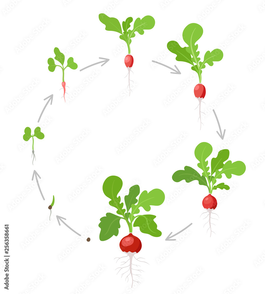 Round growth stages of Radish plant. Vector flat illustration. Raphanus