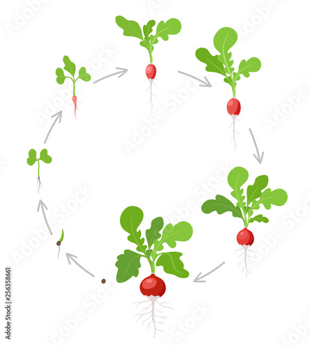 Round growth stages of Radish plant. Vector flat illustration. Raphanus raphanistrum. Radishes taproot circular grown life cycle.