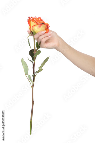Female hand with a beautiful manicure holding rose