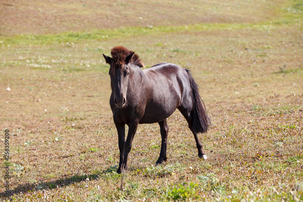 Fototapeta premium pony grazing in the meadow / pasture