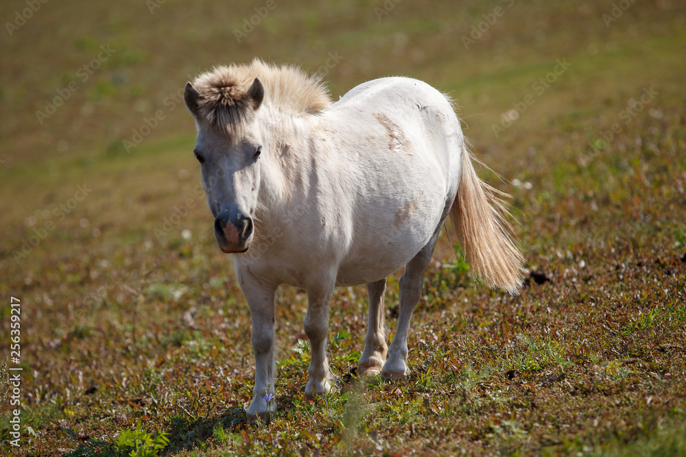 pony grazing in the meadow / pasture pony grazing in the meadow / pasture