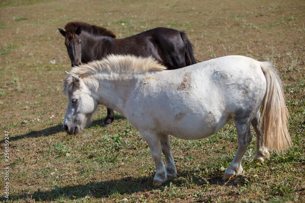 Fototapeta premium ponies grazing in the meadow / pasture