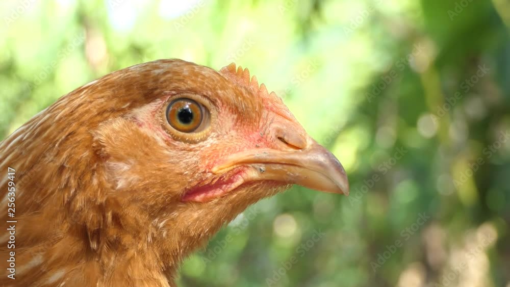 Chicks are looking,4K Video Chicks are looking,4K Video