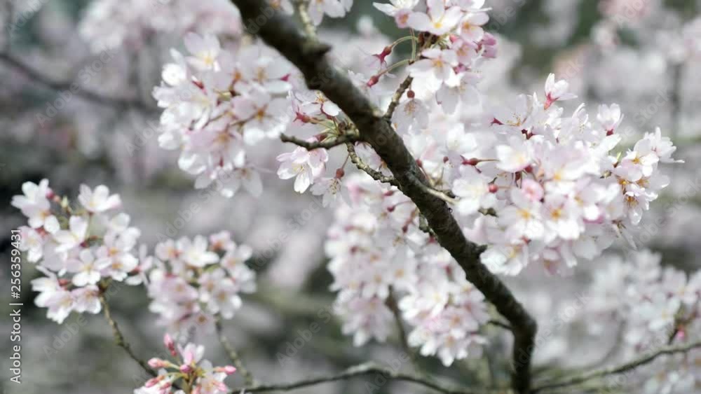 Cherry Tree blooms on the grounds of Biltmore House in Asheville, North Carolina. 4K Cherry Tree blooms on the grounds of Biltmore House in Asheville, North Carolina. 4K