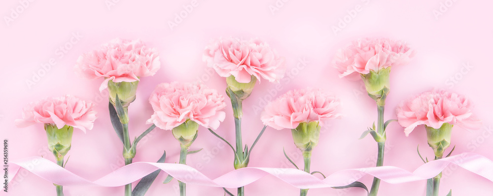 Beautiful elegance blooming baby pink color tender carnations in row isolated on bright pink background, mothers day greeting design concept,top view,flat lay,close up,copy space Beautiful elegance blooming baby pink color tender carnations in row isolated on bright pink background, mothers day greeting design concept,top view,flat lay,close up,copy space