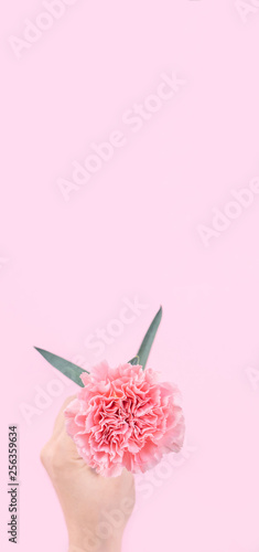 Woman giving a single elegance blooming baby pink color tender carnation isolated on bright pink background, greeting and decor design concept, top view, close up, copy space