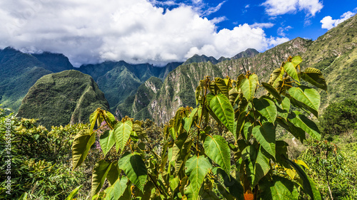 Tropical vegetation on the background of the Andes
