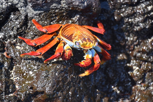 Closeup on orange colored Sally lightfoot crab Grapsus grapsus on a rock