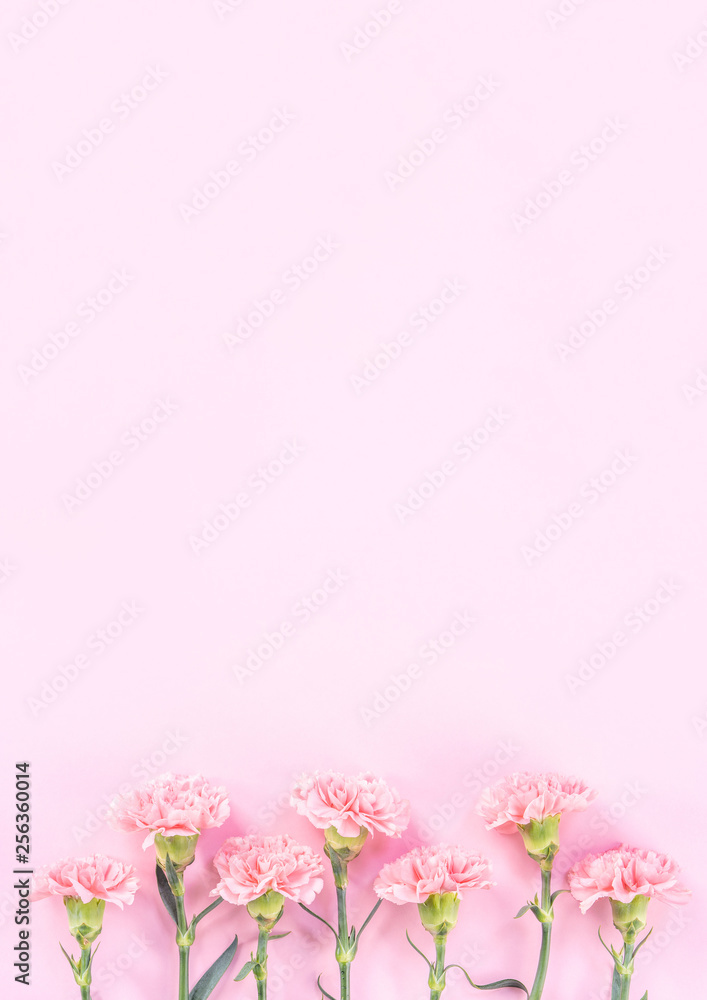 Beautiful elegance blooming baby pink color tender carnations in row isolated on bright pink background, mothers day greeting design concept,top view,flat lay,close up,copy space