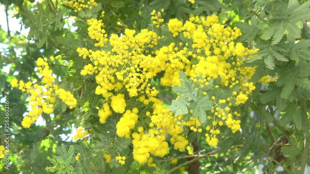 Mimosa flower, Acacia dealbata Mimosa flower, Acacia dealbata