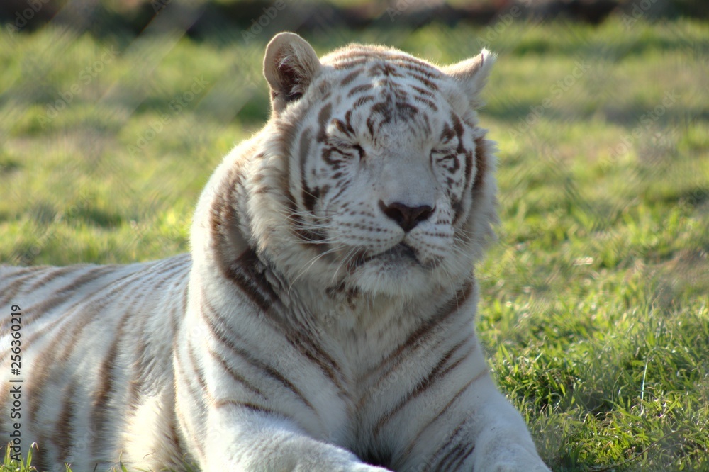 Fototapeta premium white tiger