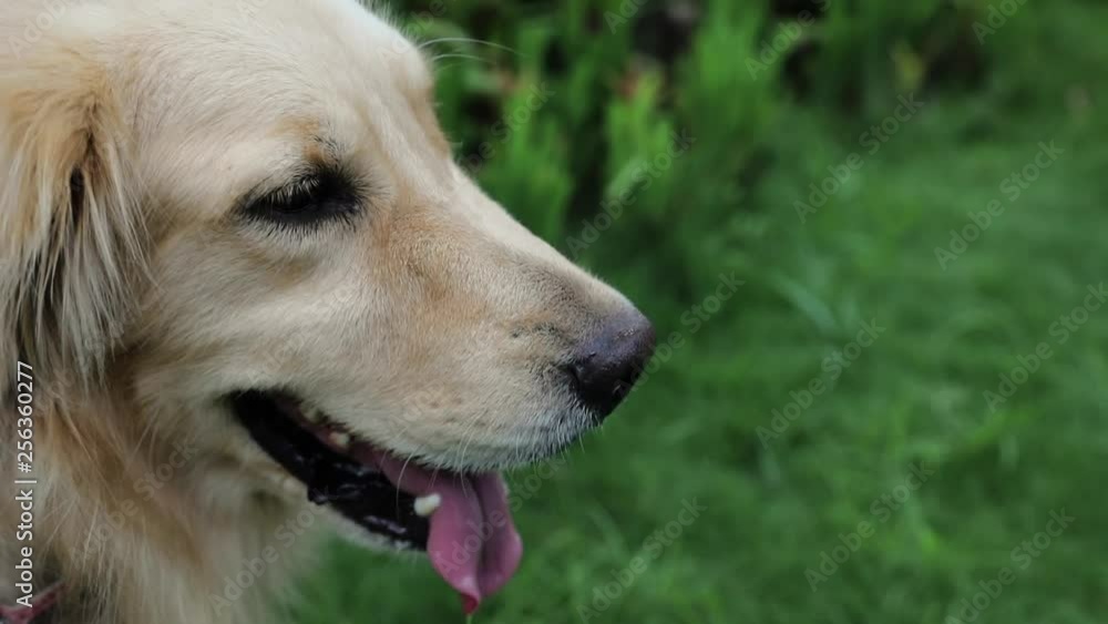 Close up golden dog with open mouth, green grass background Close up golden dog with open mouth, green grass background