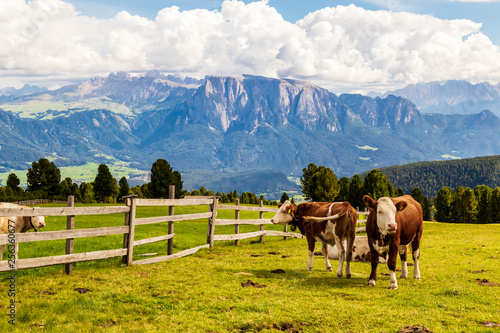 cattle on meadow, south tyrol, italy