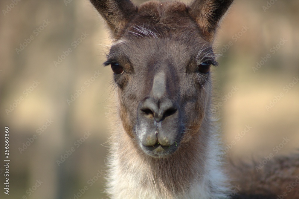 portrait of a alpaca