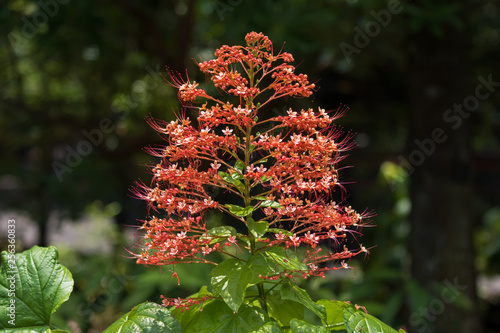 Red flower of Pagoda flower, also known as Hanuman kireetam growing in Singapore photo