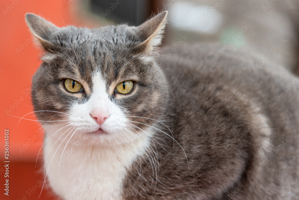 Portrait of a beautiful gray street cat close up Portrait of a beautiful gray street cat close up