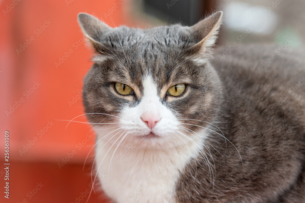 Portrait of a beautiful gray street cat close up