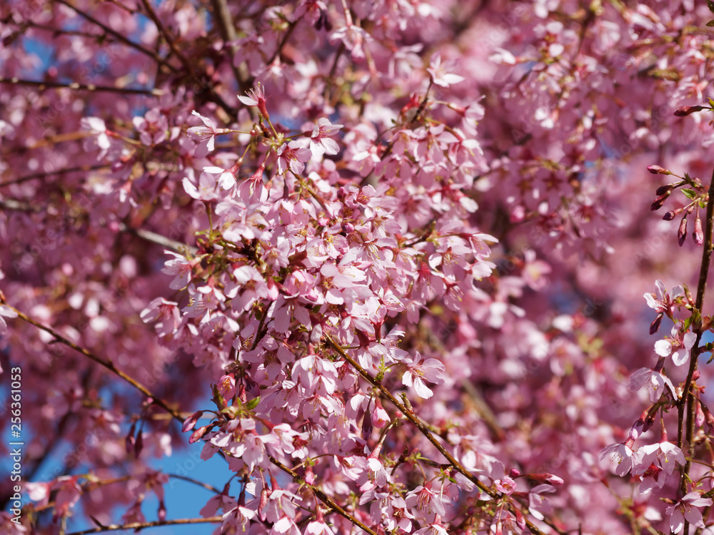 Prunus incisa - Cerisier du Japon 'paean' Prunus incisa - Cerisier du Japon 'paean'