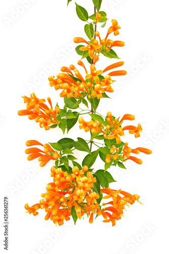 Close up Orange trumpet, Flame flower, Fire-cracker vine on white background