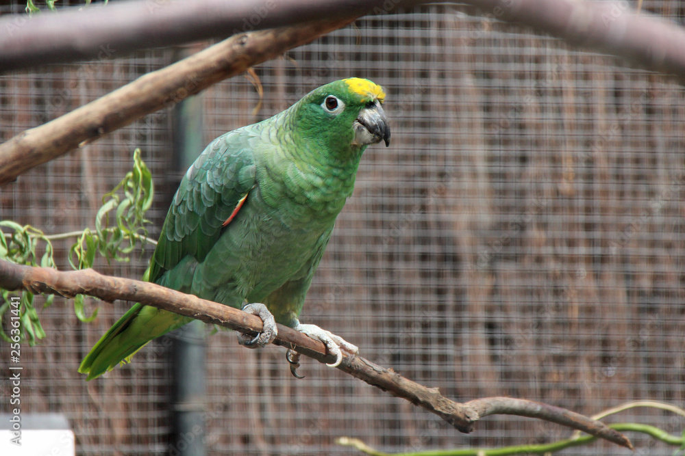 Obraz premium Parakeet (yellow-crowned amazon)