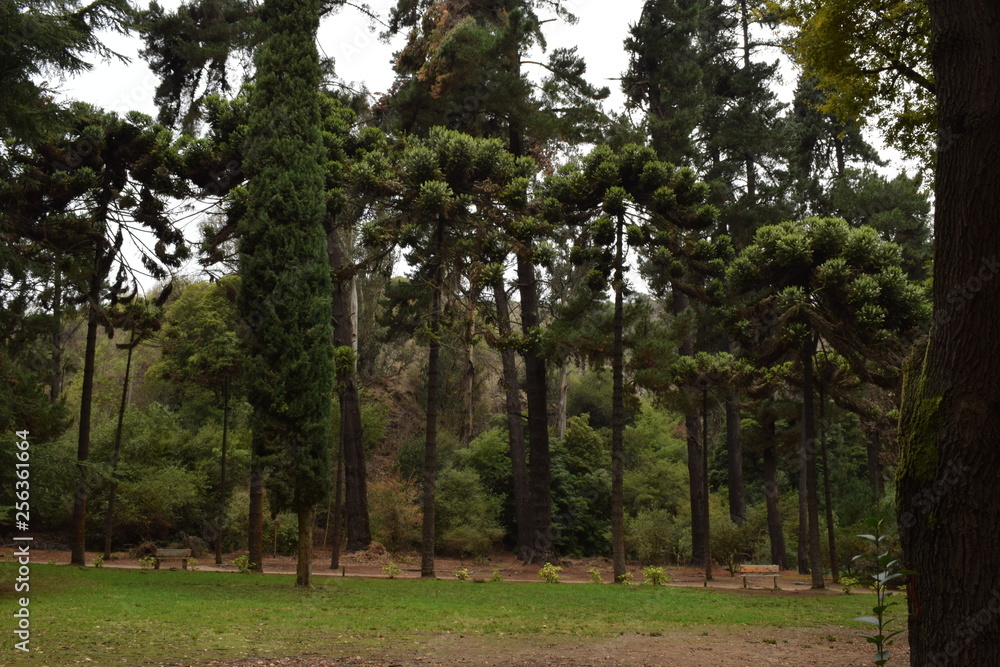 Fototapeta premium Botánico 