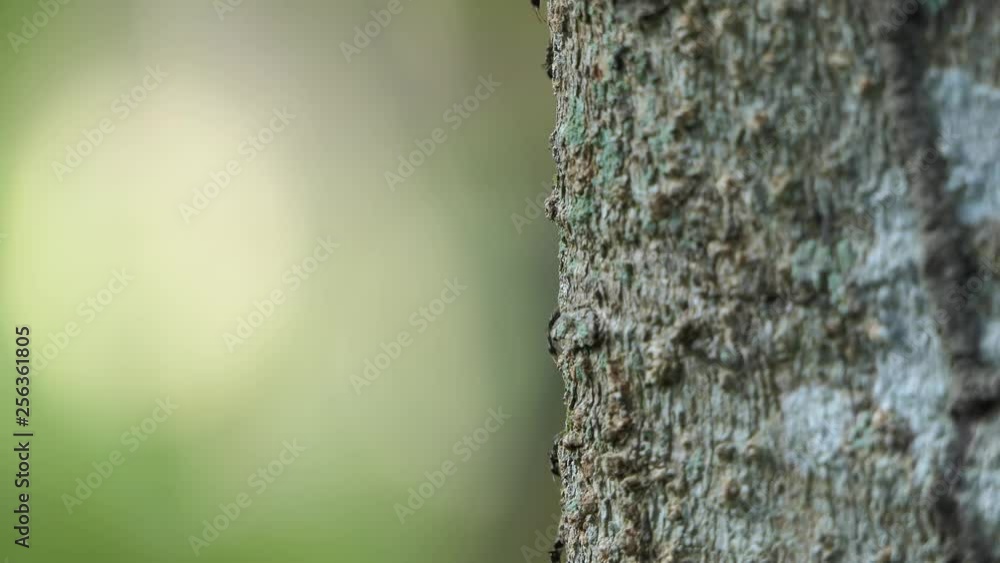 Black ant walking tree.4K Black ant walking tree.4K