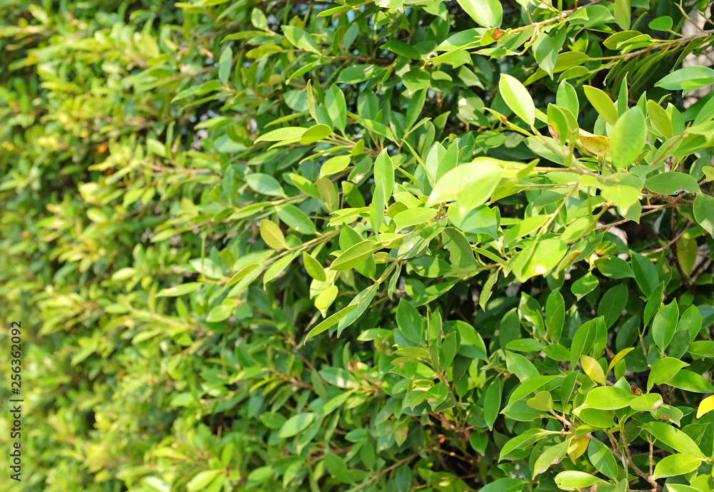 Fresh green tree leaf on blurred background in the summer garden