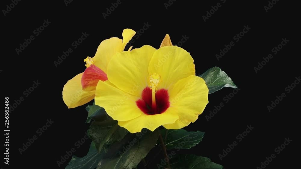 Time-lapse of opening and dying yellow chinese rose (Hibiscus) flower 10a3 in RGB + ALPHA matte format isolated on black background Time-lapse of opening and dying yellow chinese rose (Hibiscus) flower 10a3 in RGB + ALPHA matte format isolated on black background