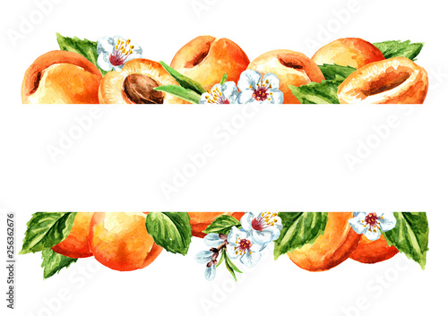 Fresh apricot horizontal template. Watercolor hand drawn illustration  isolated on white background