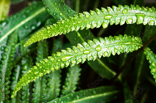 Water drops or droplets on fresh green leaves of Paco fern or Vegetable fern (Diplazium Esculentum (Retz.) Sw.) in the tropical vegetable garden